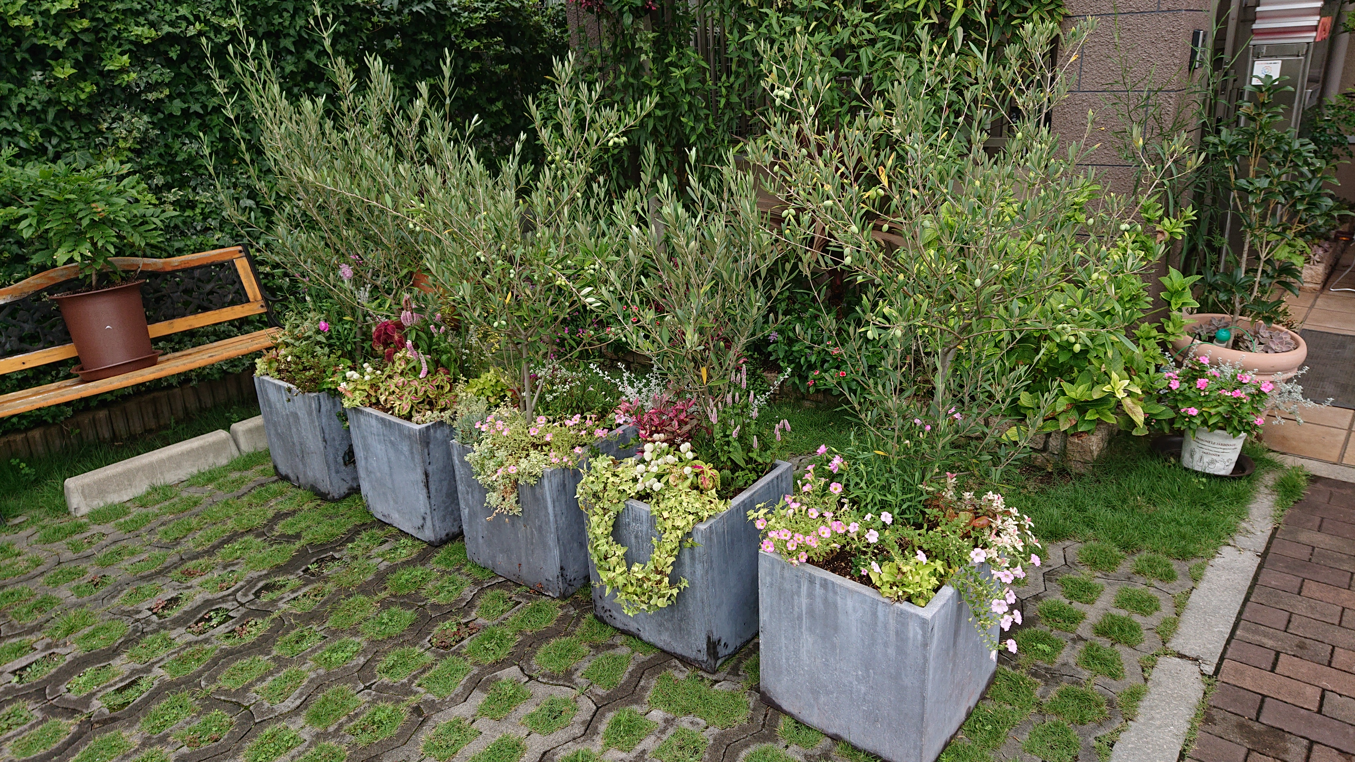 幸せを呼ぶ木  オリーブの寄せ植え 譲ります。