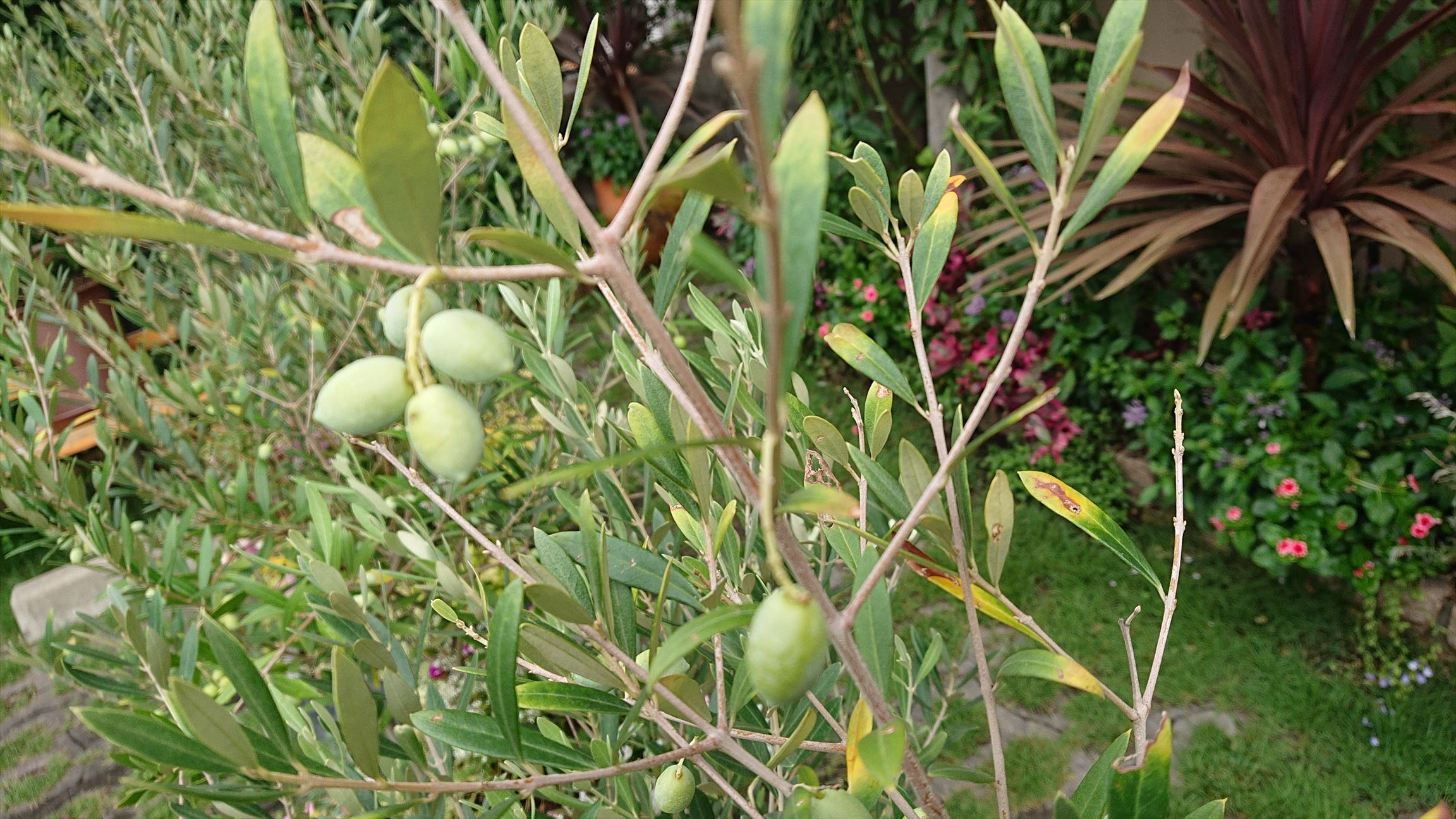 「平和」「知恵」「勝利」の花言葉、オリーブの木　お譲りします。